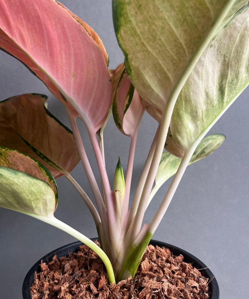 50%OFF！！アグラオネマ　スターバックス　購入価格24200円写真参照 50%OFF！！アグラオネマ スターバックス 購入価格24200円写真