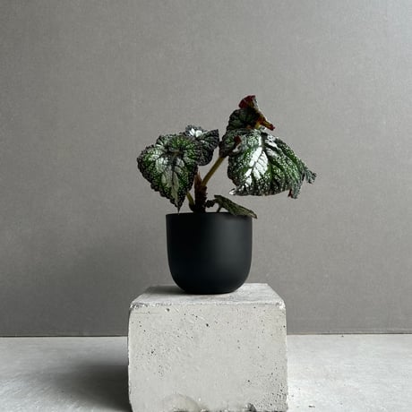 ベゴニア | STORES