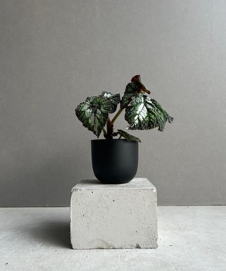 天然【黒竹（根付き）】❗ 呉竹社員が #インクトーバー にチャレンジ中🔥 2日目のお題は「織る