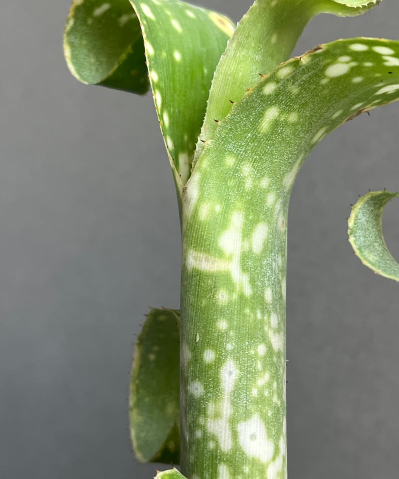 ビルベルギア レプトポーダ + 「plantsmonsters pot Billbergia