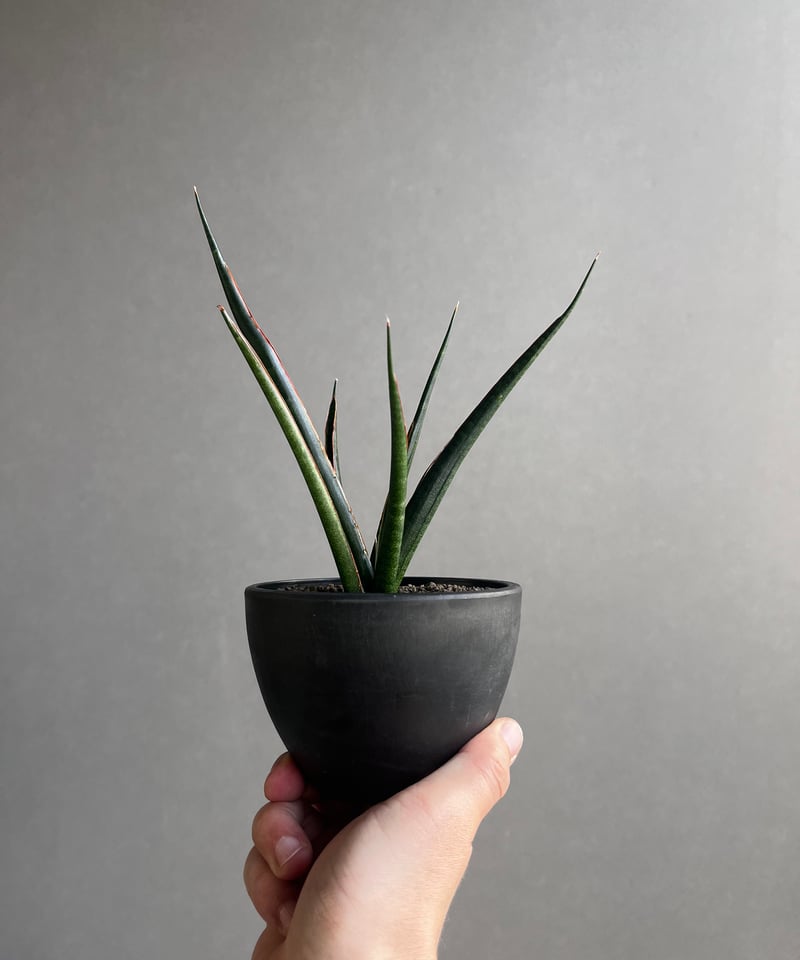 サンセベリア ブラック カラバオ 「Sansevieria Black Carabao