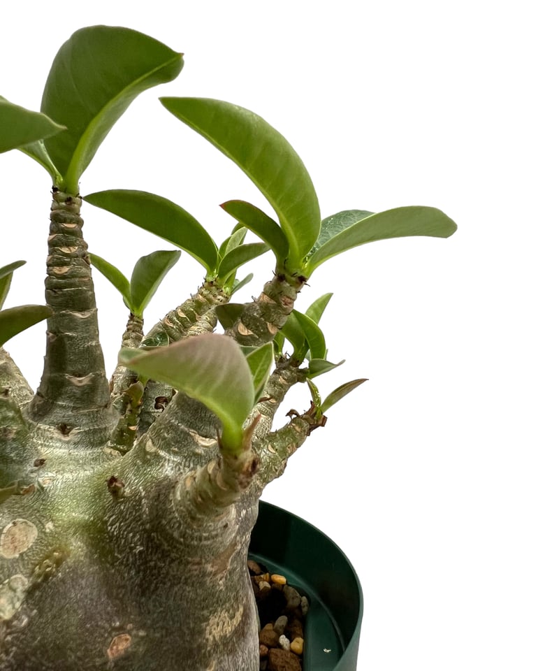 アデニウム アラビカム スーパー ドワーフ “ブラック”「Adenium