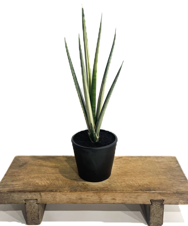 サンセベリア エンジェル ウィング 斑入「Sansevieria Angel Wing Var