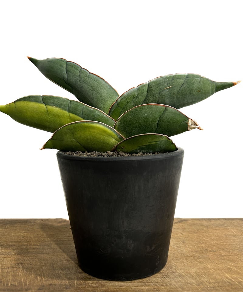 サンセベリア　バナナ　超特大　希少　送料無料 サンセベリア バナナ 超特大 希少 送料無料