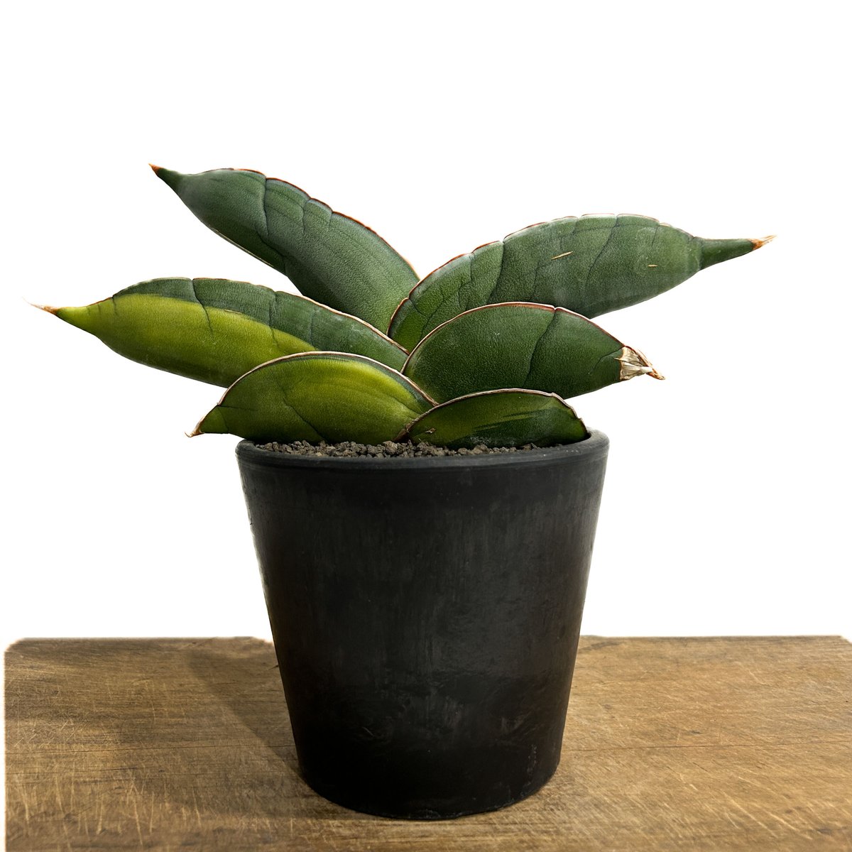 サンスベリア バナナ 斑入 S.Banana Variegated 2 fit=scale-down,w=1200