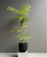 ビカクシダ Oceanbeaw ビカクシダ Oceanbeaw Lion head (Banna A x Veitchii Wild