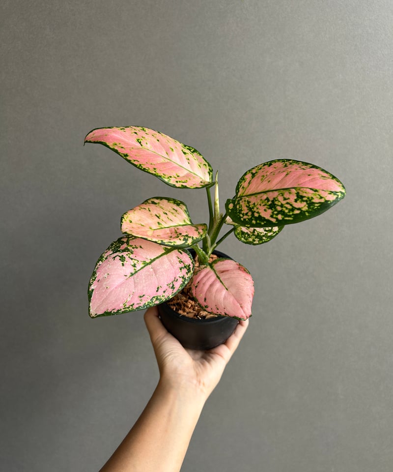 T*m様 9 ベゴニア NO ID 未登録品種 ピンク斑入り ピンクバリエガータ 9