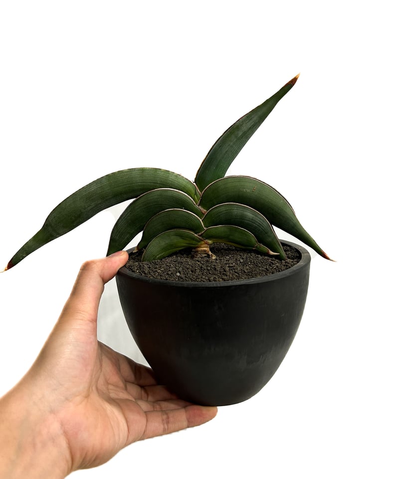 ご予約】サンセベリア ロリダ「Sansevieria rorida 」3/17-160 |