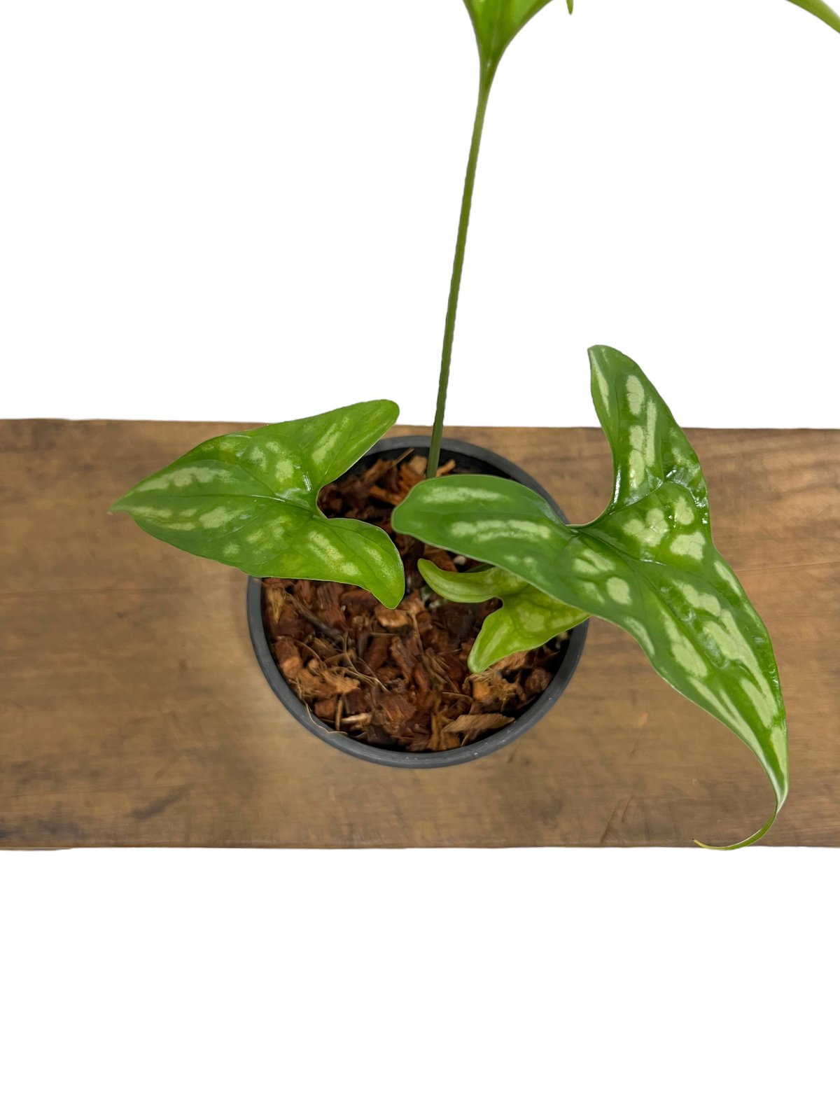 セルセスティス ミラビリス (N.E.Br) ボグナー「 Cercestis mirabili