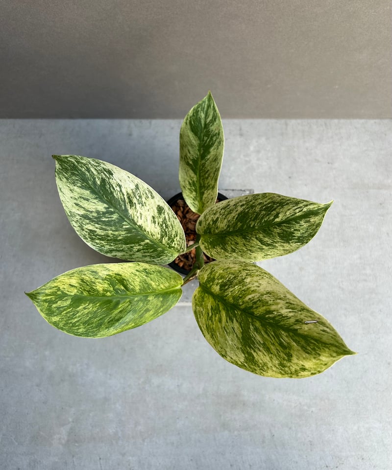 【現物】Rhaphidophora tetrasperma MIGMA ラフィドフォラ メガスペルマ斑入「Rhaphidophora Megasperma varie