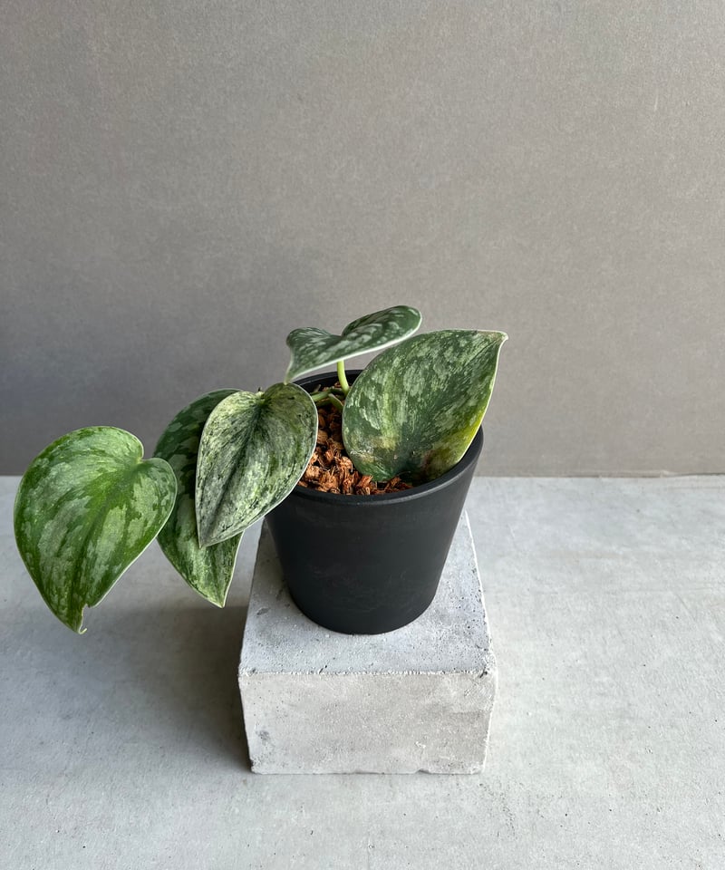 スキンダプサス エキゾチカ ホログラム 「Scindapsus exotica スキンダプサス エキゾチカ ホログラム 「Scindapsus exotica