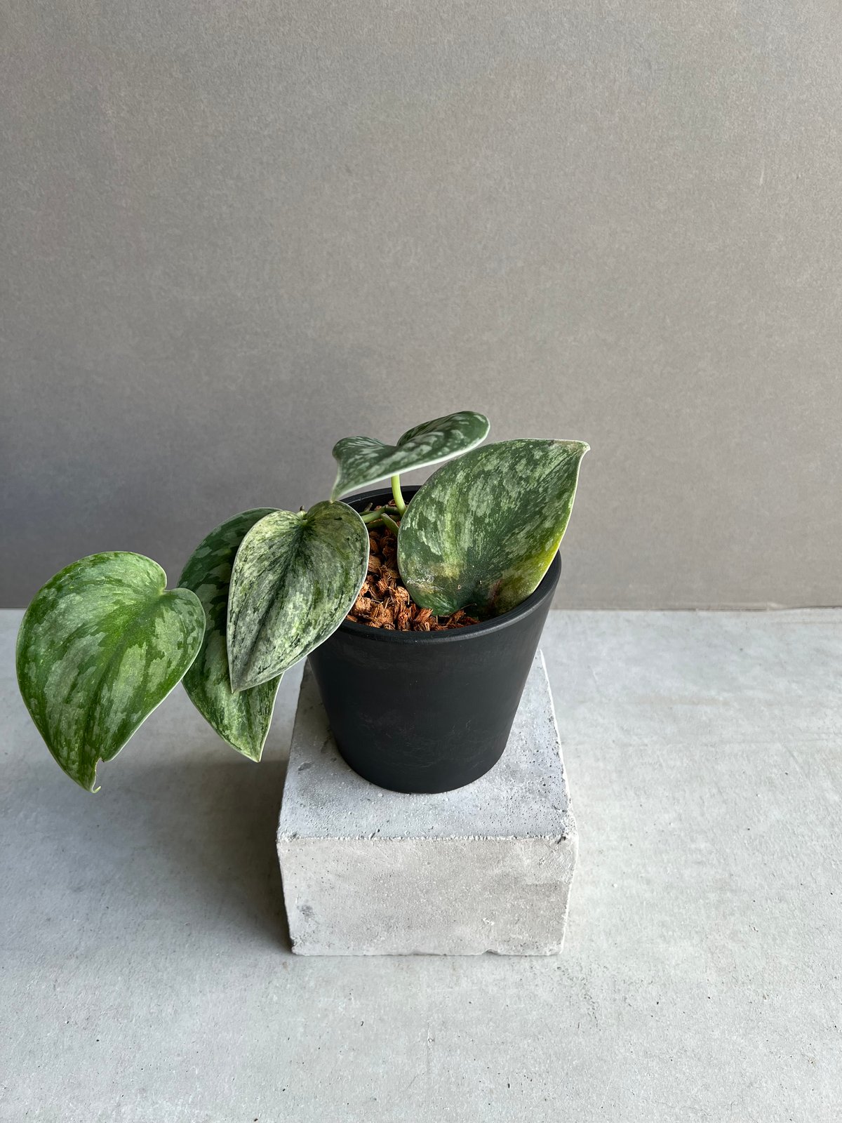 スキンダプサス エキゾチカ ホログラム 「Scindapsus exotica スキンダプサス エキゾチカ ホログラム 「Scindapsus exotica