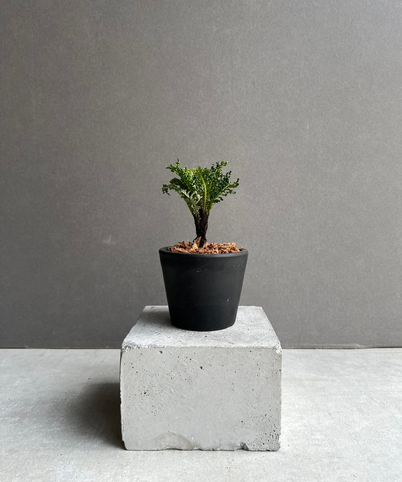 ブレクナム ギッバム ドワーフ 「Blechnum gibbum Dwarf 」39C | S