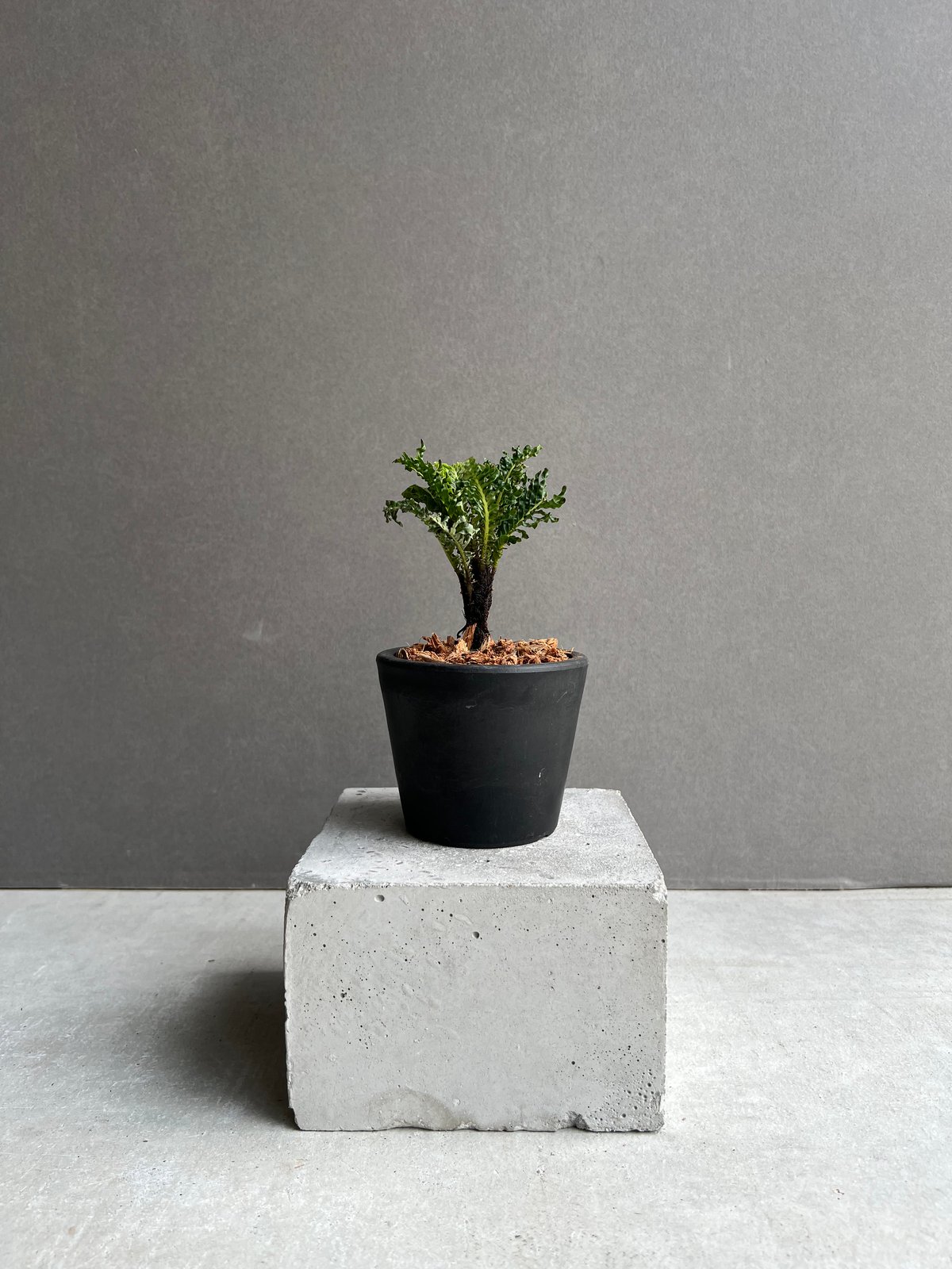 ブレクナム ギッバム ドワーフ ブレクナム ギッバム ドワーフ 「Blechnum gibbum Dwarf 」39F