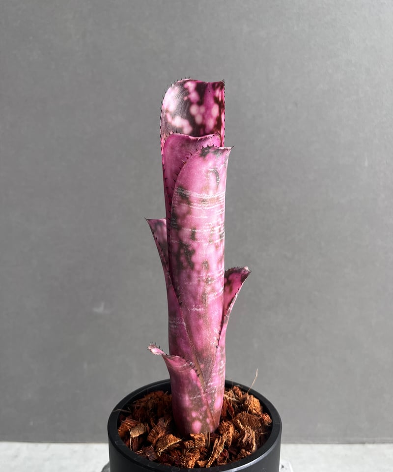 ブロメリア・エアープランツ Billbergia 'Incendiary delight' B0196 Billbergia Incendiary Delight【artPLANTs】ビルベルギア