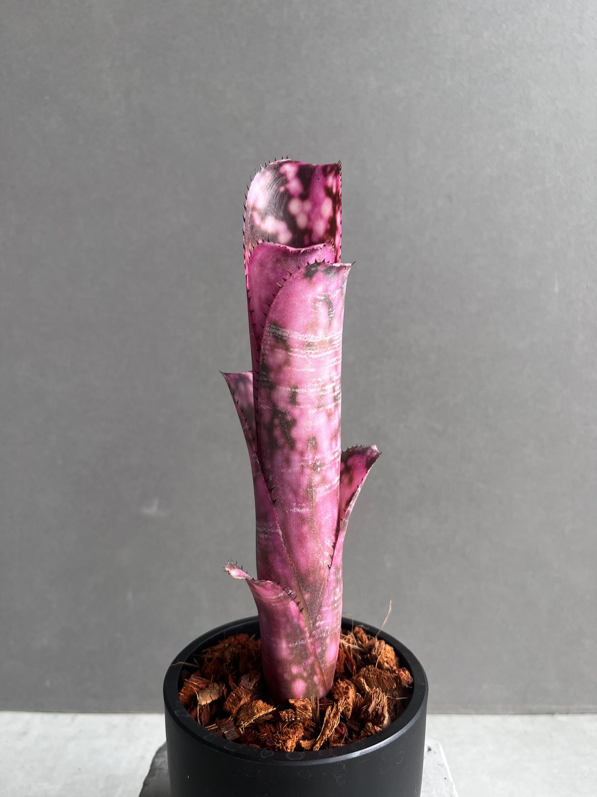 よしさん専用　ビルベルギア インセンディアリーデライト 子株 ビルベルギア インセンディアリー デライト 「Billbergia