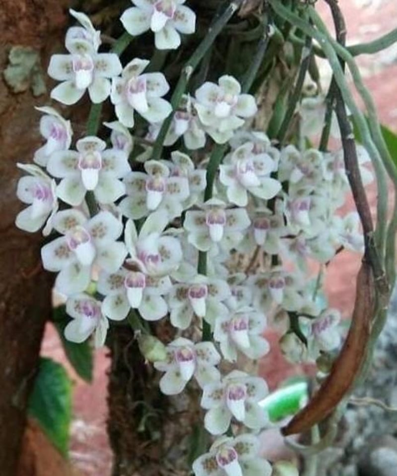 キロスキスタ sp. サクラ(桜) 「Chiloschista sp. Sakura」15K