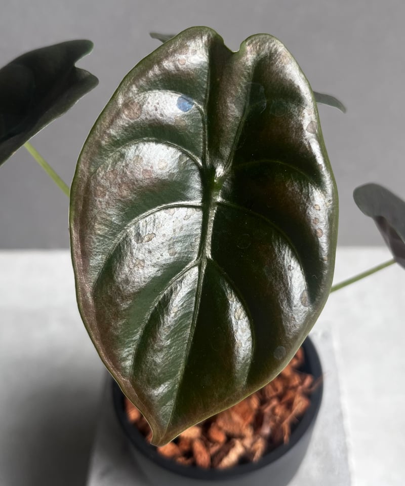 アロカシア クプレア “レッドシークレット” 「Alocasia cuprea “Red Se