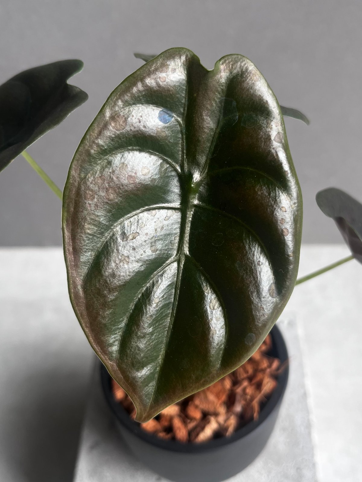 アロカシア クプレア “レッドシークレット” 「Alocasia cuprea “Red Se