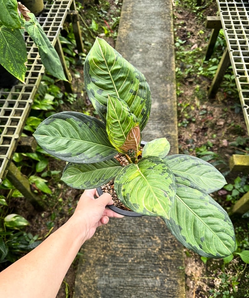 アグラオネマ ブラック リップスティック「Aglaonema Black Lipstick」7