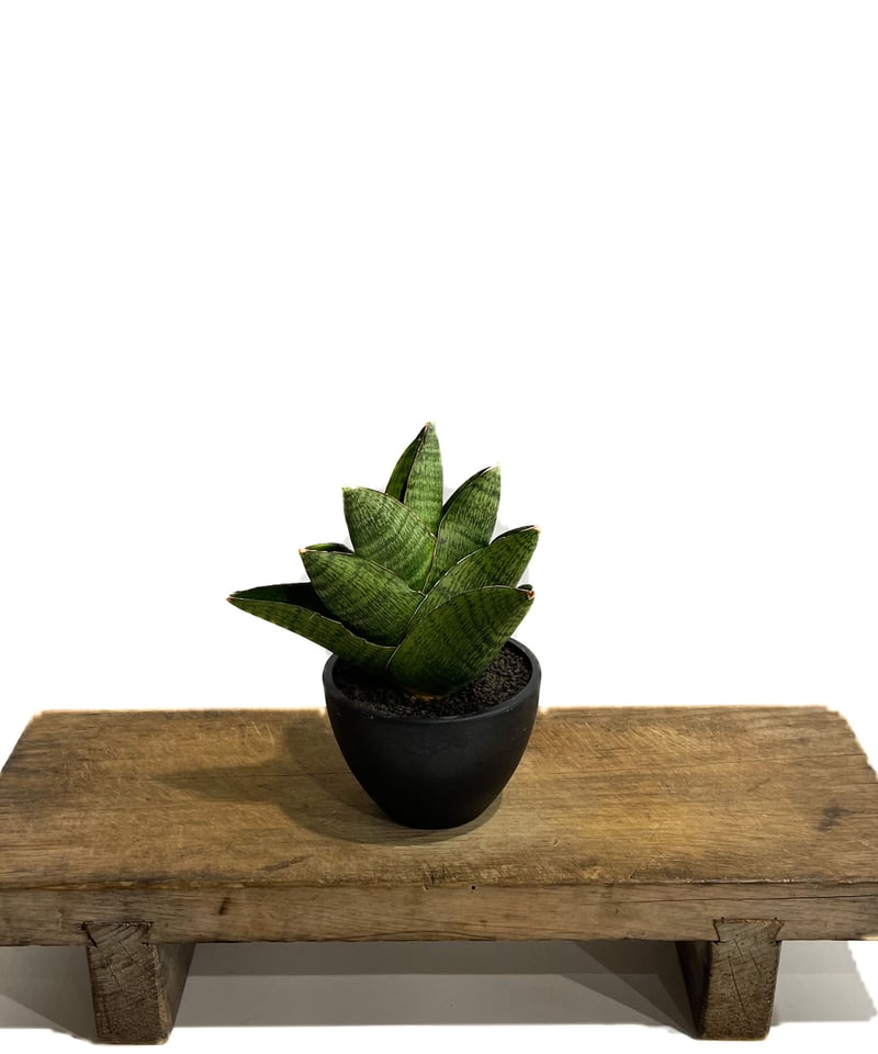 サンセベリア アンドロメダ「Sansevieria Andromeda」9/2-31C-1 |