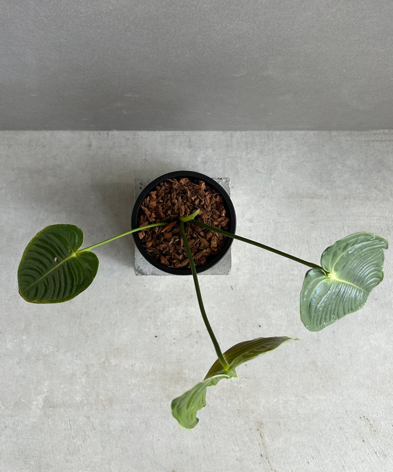 アンスリウム ベイチー 「Anthurium veitchii」74F | SHOUCHIKUEN