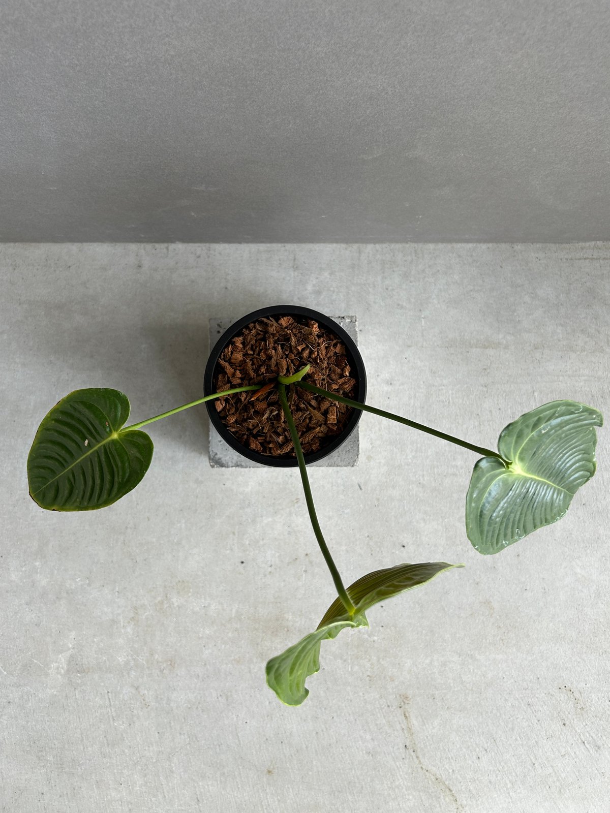 アンスリウム ベイチー 「Anthurium veitchii」74F | SHOUCHIKUEN