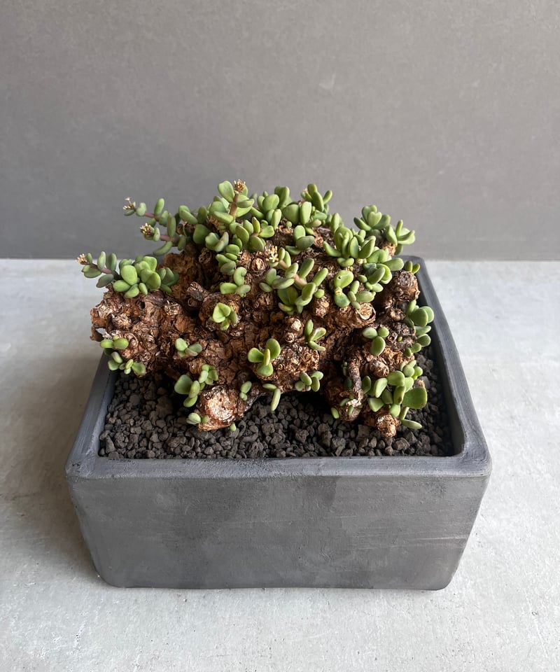 ケラリア ピグマエア 「Ceraria Pygmaea」99E | SHOUCHIKUEN