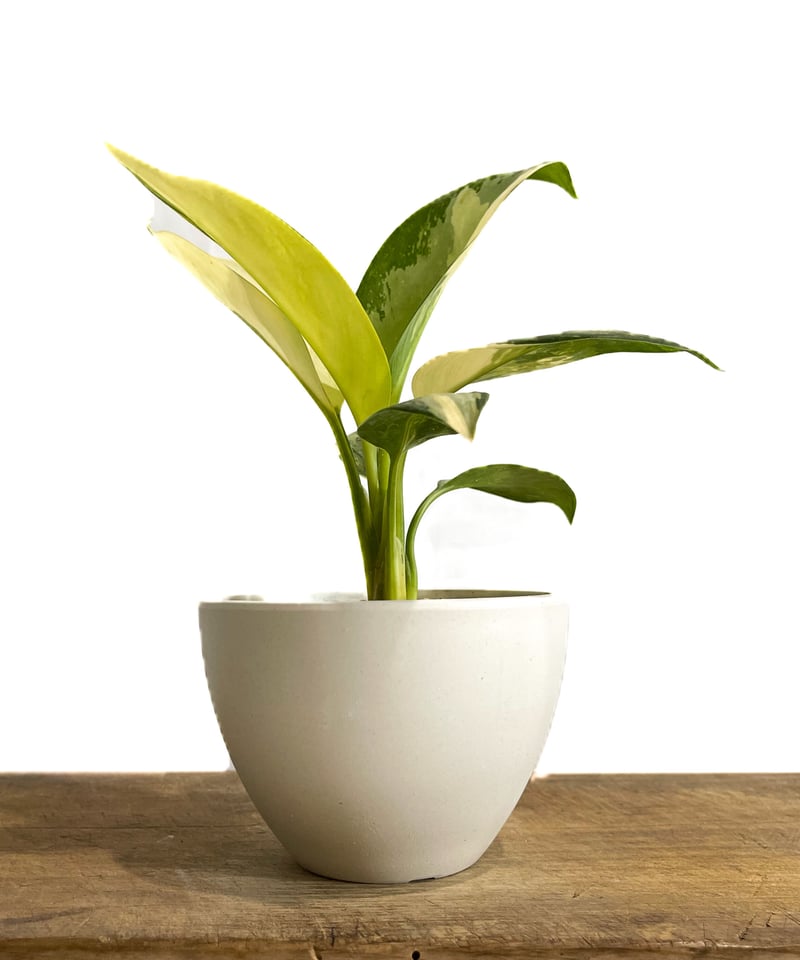 アグラオネマ スワンナプーム「Aglaonema Suvarnabhumi」9/2-48C
