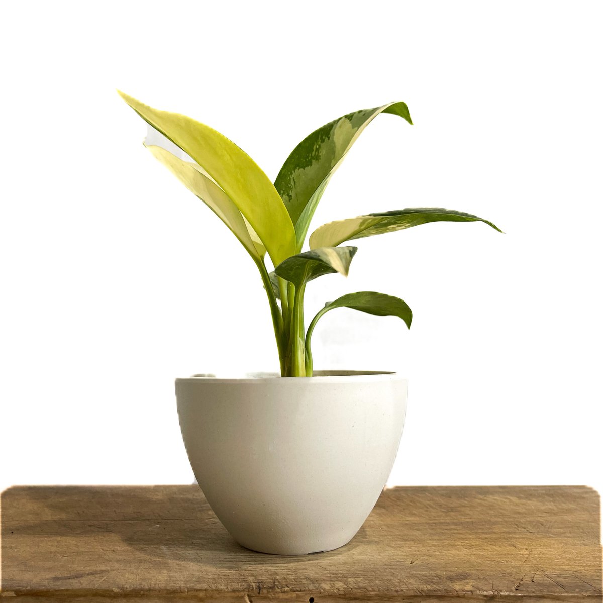 アグラオネマ スワンナプーム「Aglaonema Suvarnabhumi」9/2-48C-2