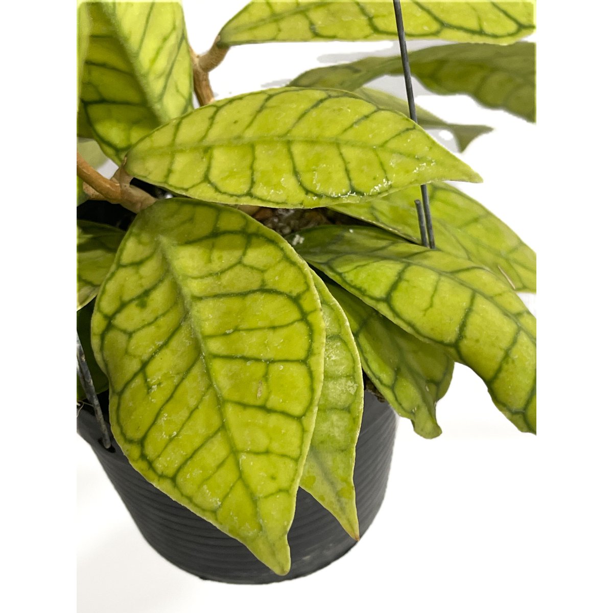ホヤ カリストフィラ「Hoya callistophylla」4/11-294 | SHOUC