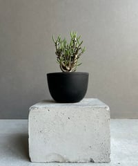 サンセベリア マニー パッキャオ 斑入 Sansevieria Manny Pacquiao