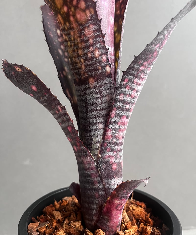 ブロメリア・エアープランツ Billbergia Obi-Wan 楽天市場】(現品) ビルベルギア 'オビワン' (No.62405) (観葉