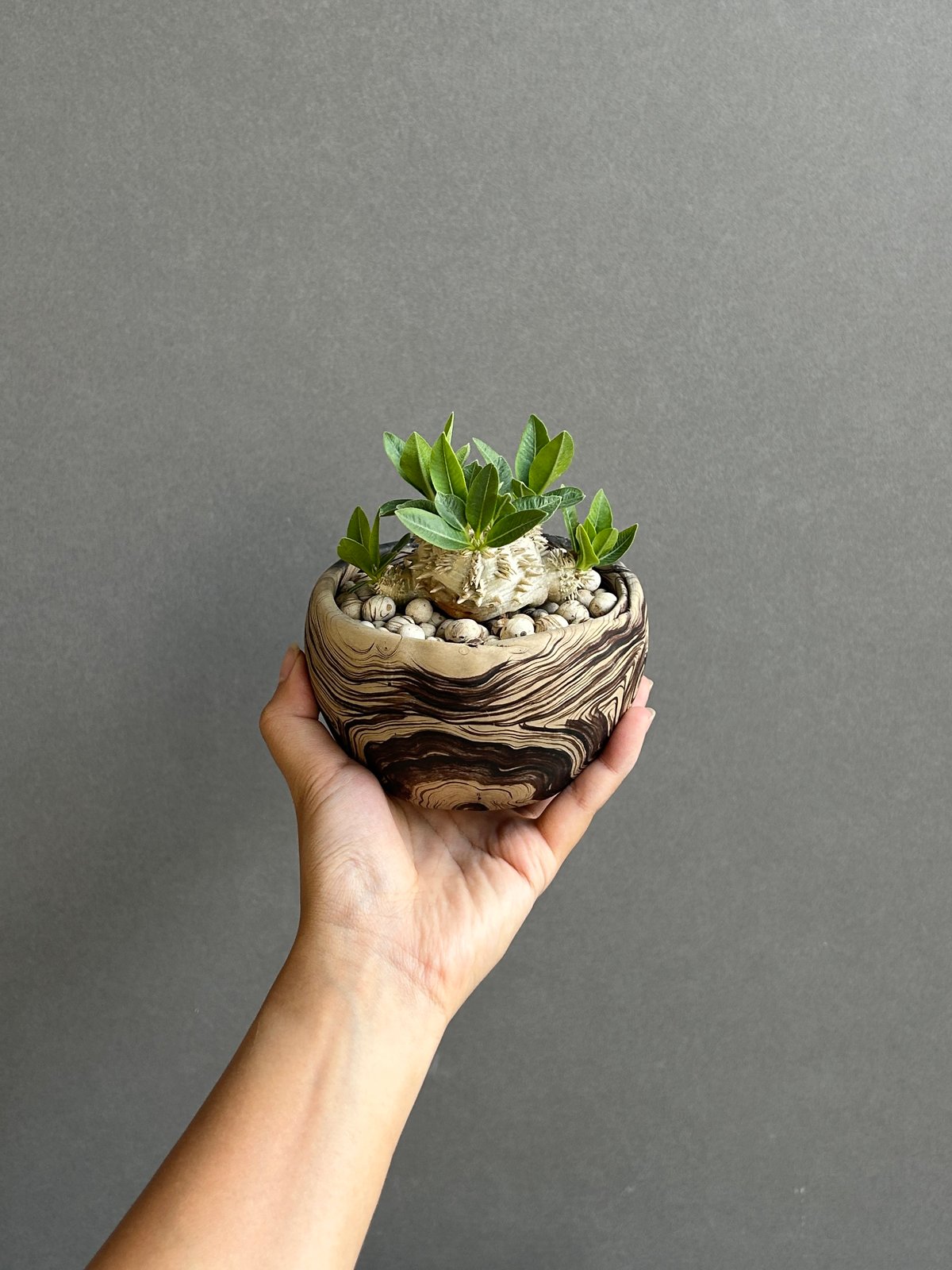 パキポディウム 恵比寿笑い Pachypodium brevicaule ④ パキポディウム “恵比寿笑い”+ plants monsters pot 「Pachypodi
