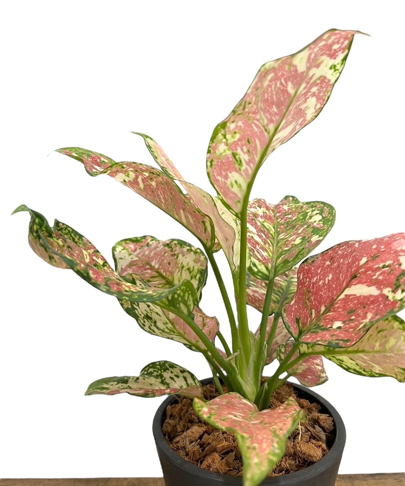 アグラオネマ アンヤマニー トリカラー「Aglaonema Unyamanee Tricolo