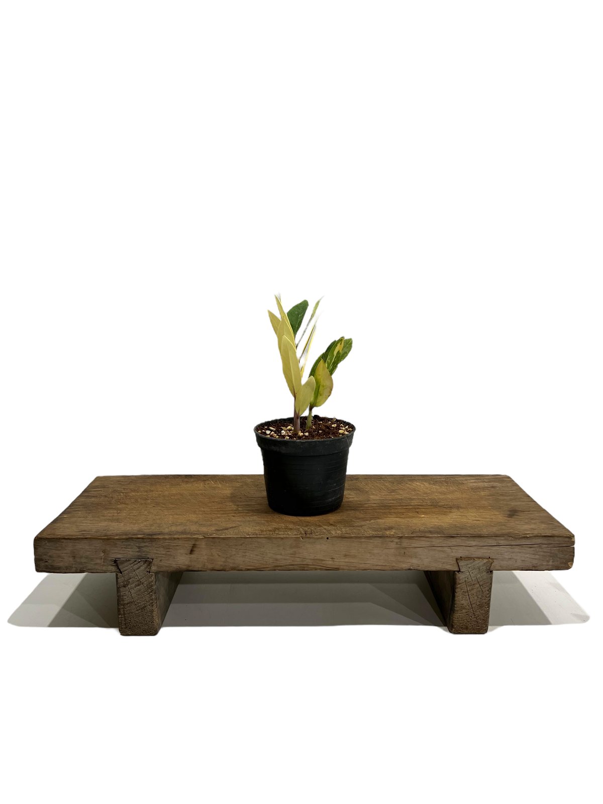 ザミオクルカス 斑入 「Zamioculcas Zamiifolia Variegated」5
