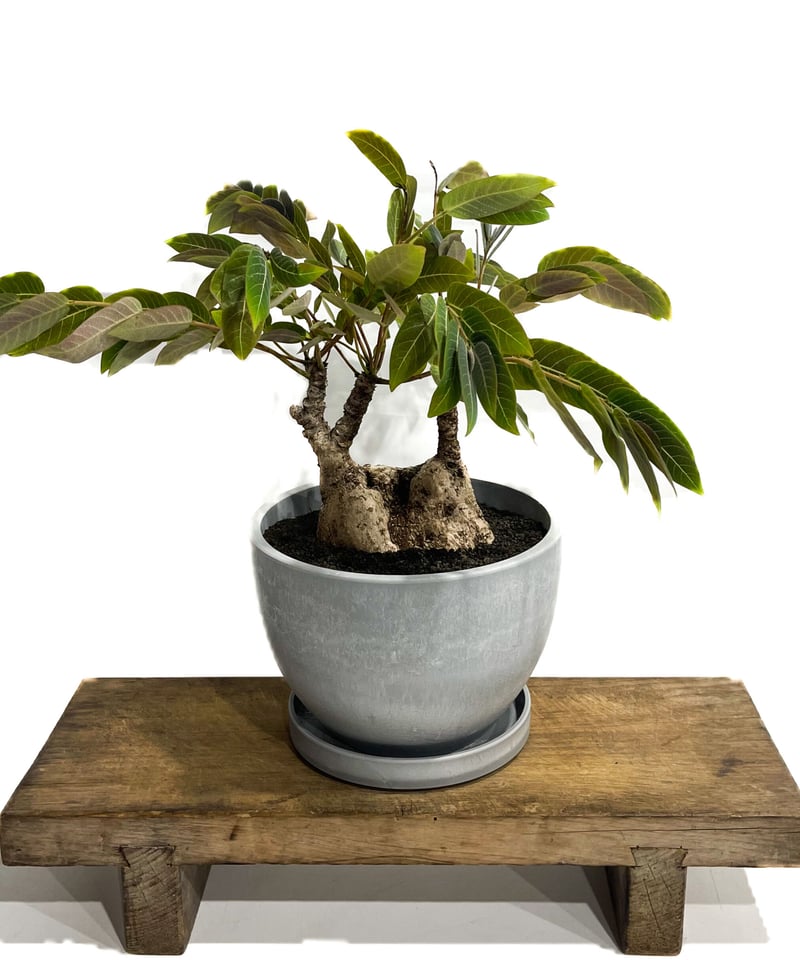 フィランサス ミラビリス「Phyllanthus mirabilis」8/25-93B | S