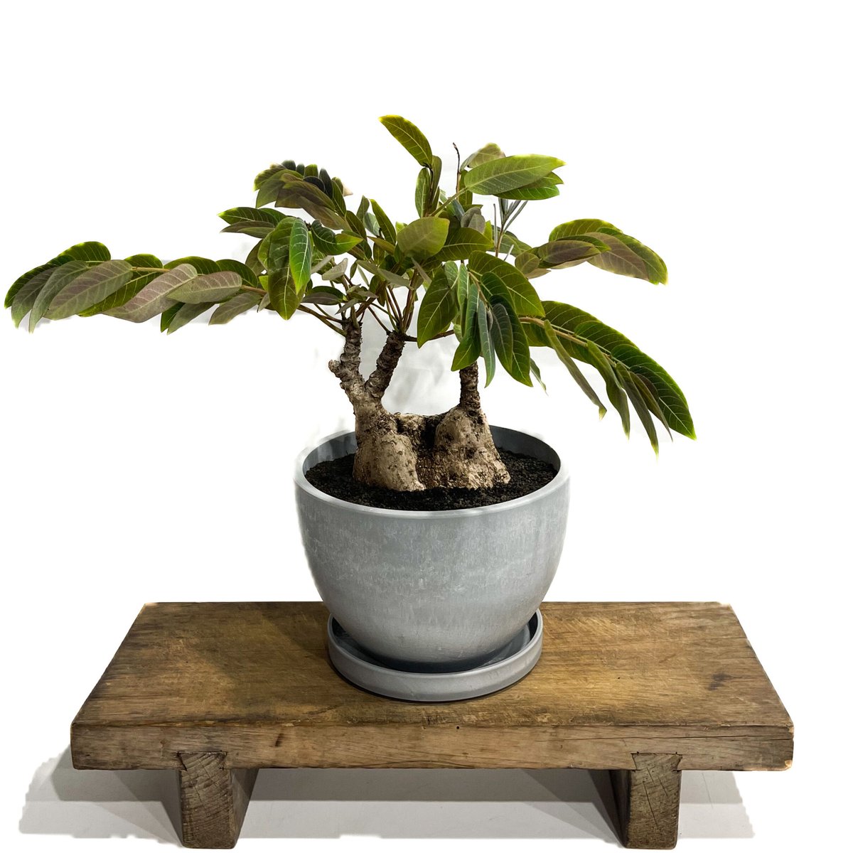 フィランサス ミラビリス「Phyllanthus mirabilis」8/25-93B | S