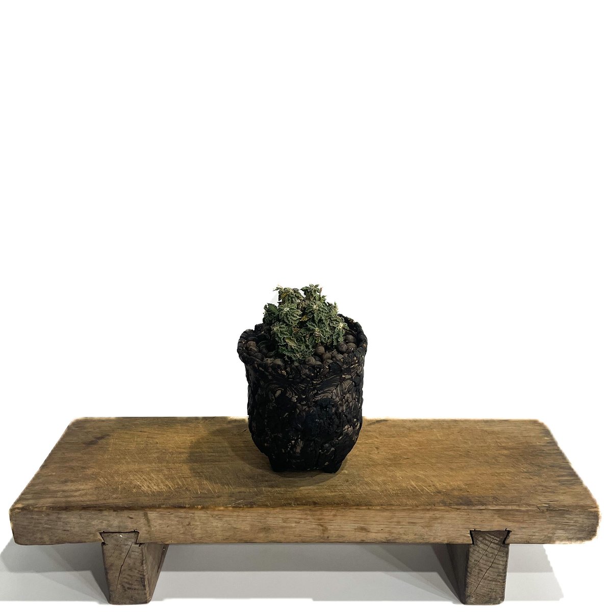 ユーフォルビア トゥレアレンシス +pmp「Euphorbia tulearensis ユーフォルビア トゥレアレンシス +pmp「Euphorbia tulearensis