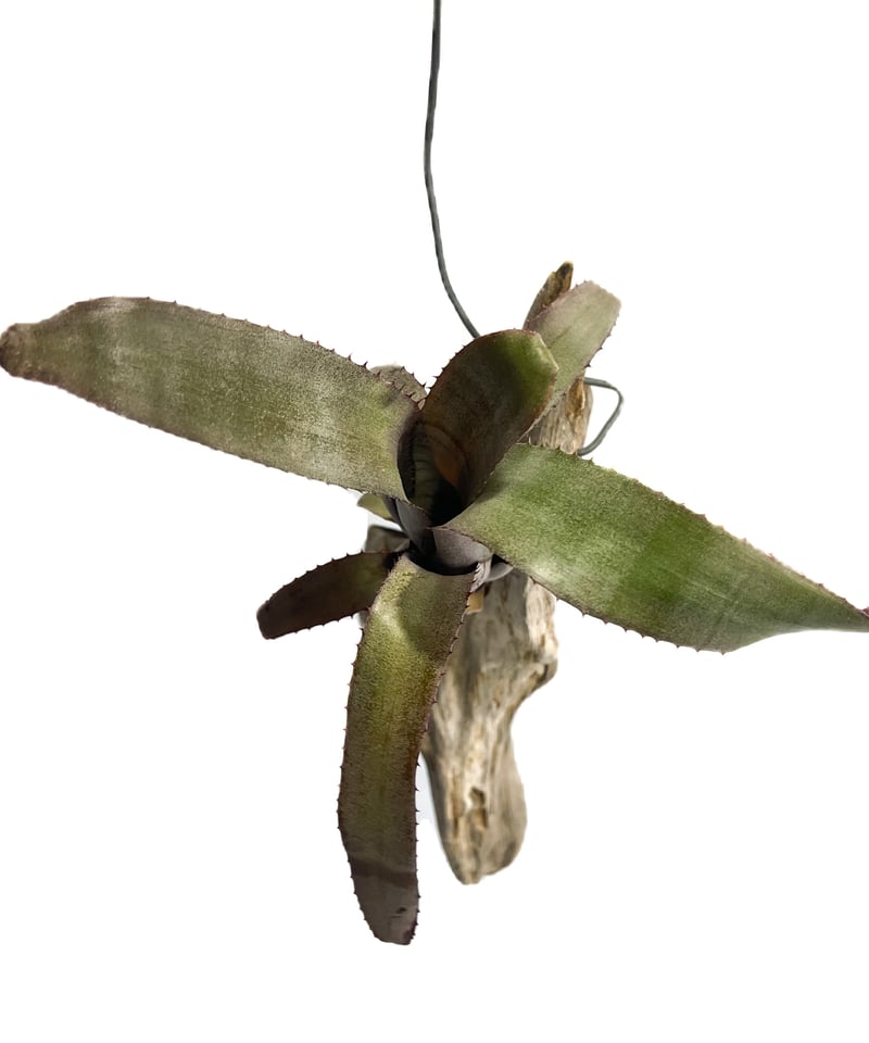 オレンジシャーベット 商品紹介｜ジェラート食感の業務用フルーツシャーベット、アイス