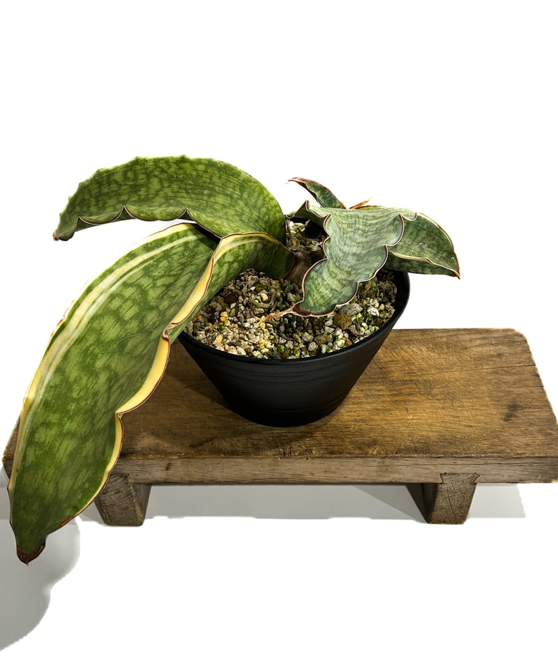 n*u様 サンスベリア dragon wing variegated A Sansevieria sp