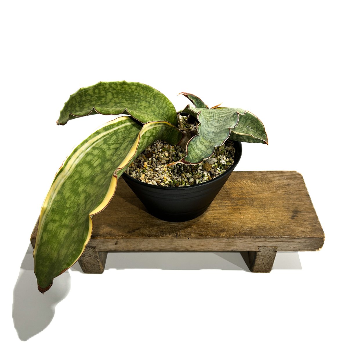 サンセベリア ドラゴン ウィング 斑入「Sansevieria dragon wing サンセベリア ドラゴン ウィング 斑入「Sansevieria dragon wing