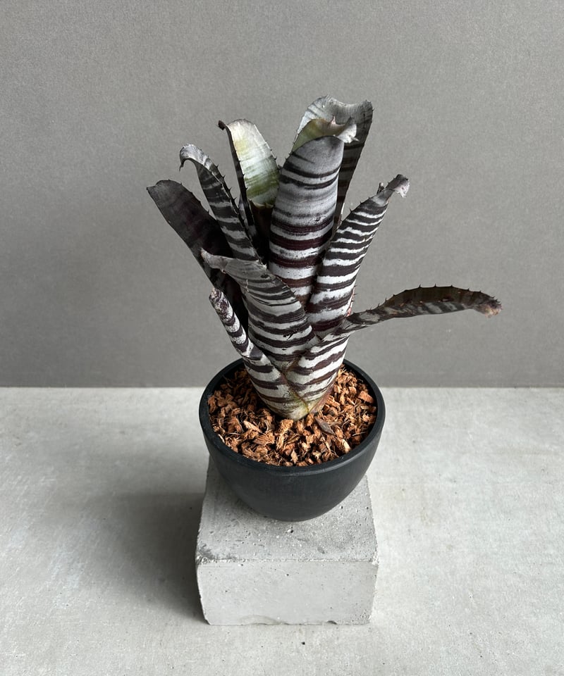 エクメア チャンティニー ブラック セレクト 「Aechmea chantinii Black