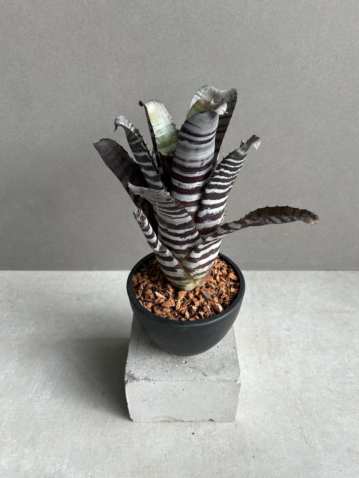 エクメア チャンティニー ブラック セレクト 「Aechmea chantinii Black