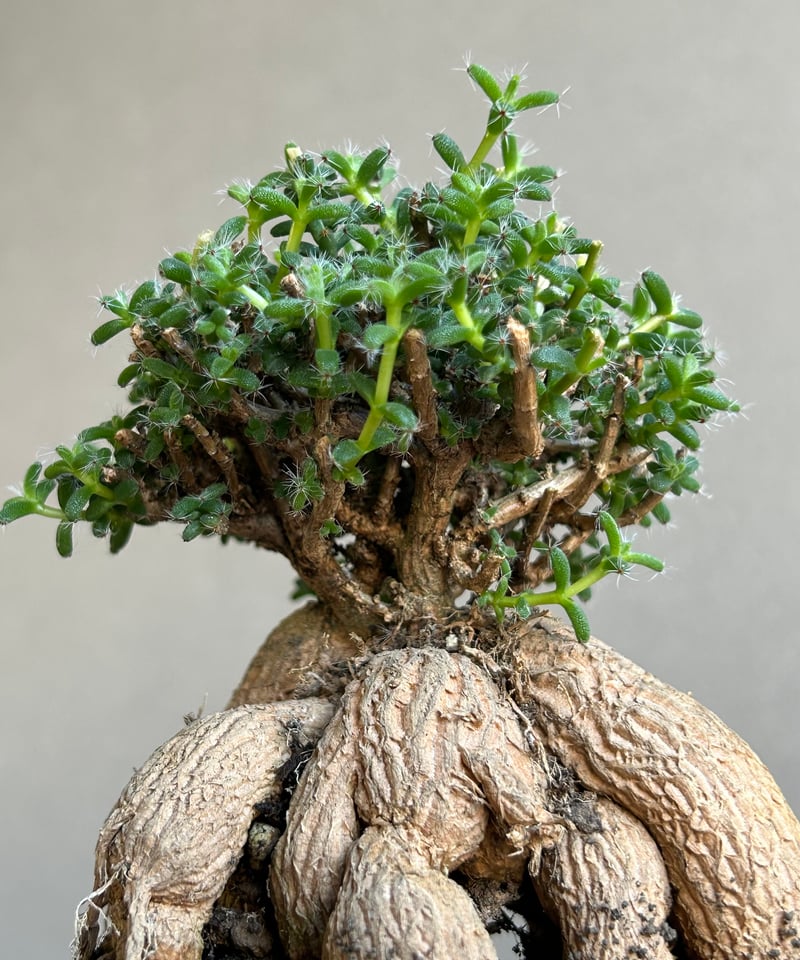トリコディアデマ ブルボスム BONSAI「Trichodiadema bulbosum」1