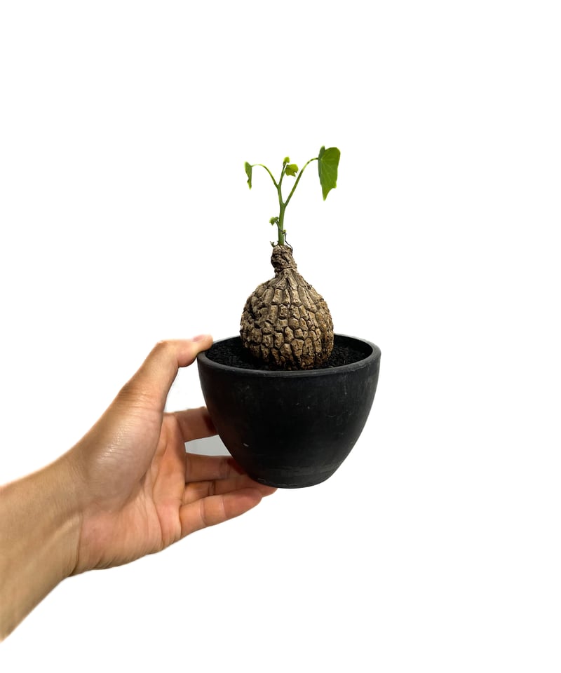 ステファニア スベローサ ”選抜個体” 「Stephania suberosa」6/20-80