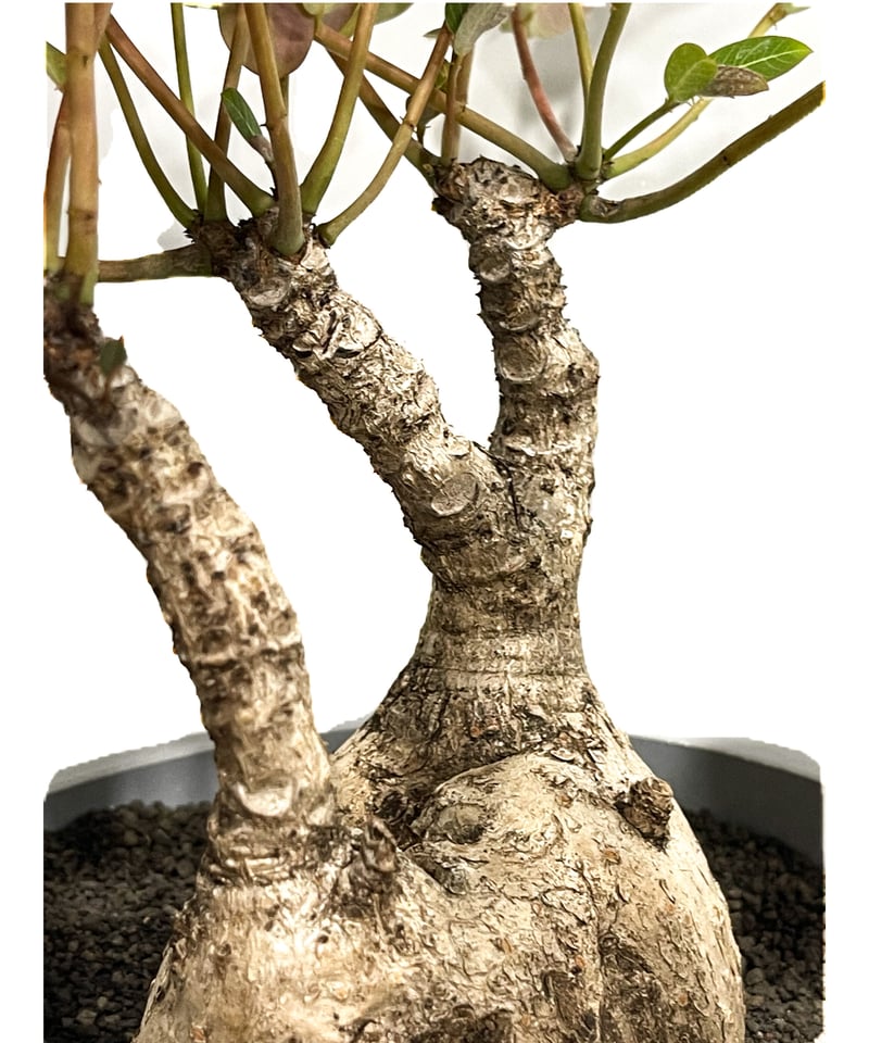 フィランサス ミラビリス「Phyllanthus mirabilis」8/25-93B | S