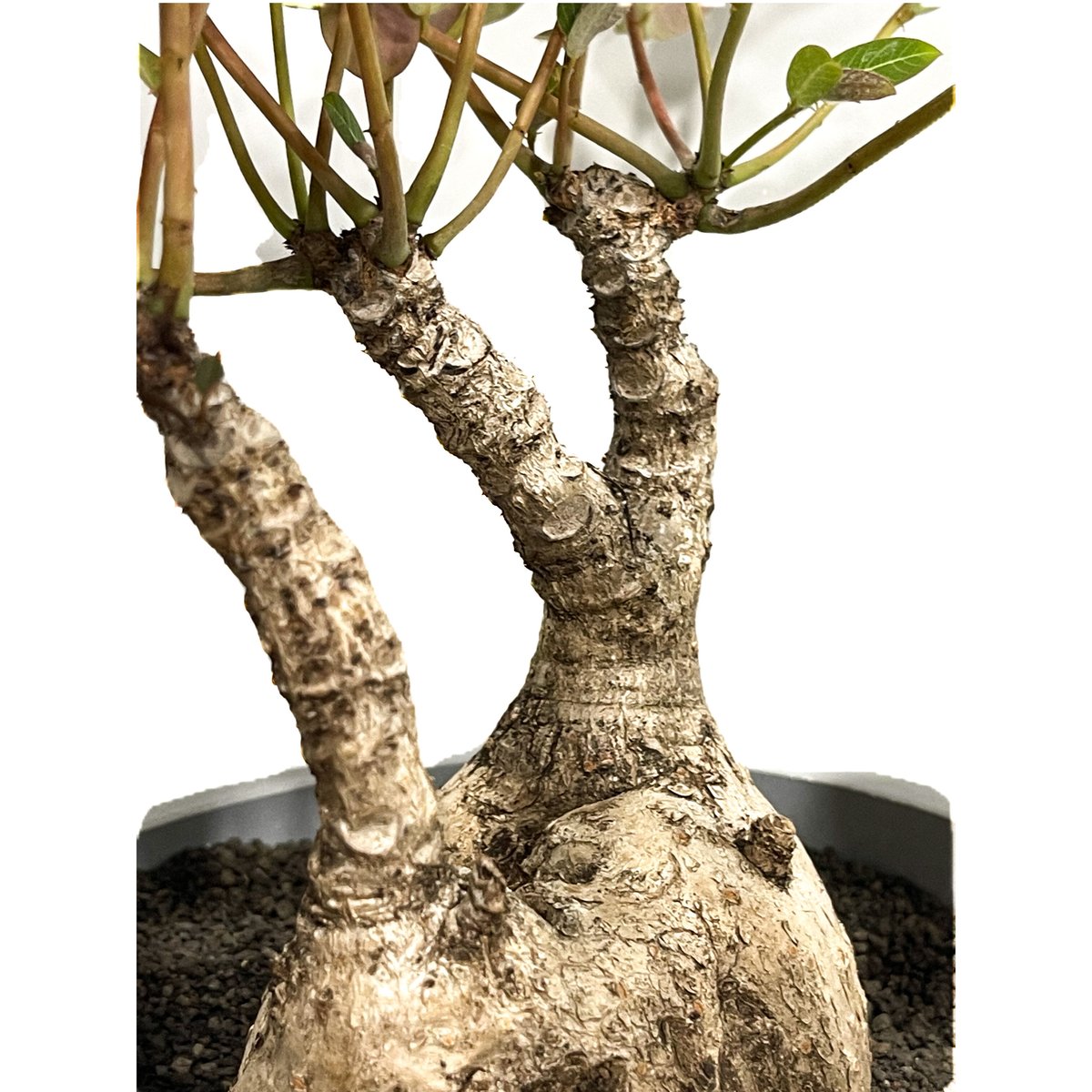 フィランサスミラビリス　超美形大株 フィランサス ミラビリス | GREEN LUCK