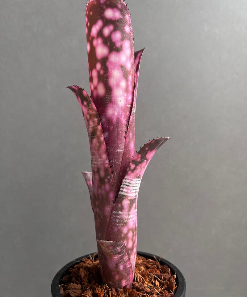 ビルベルギア インセンディアリー デライト 「Billbergia