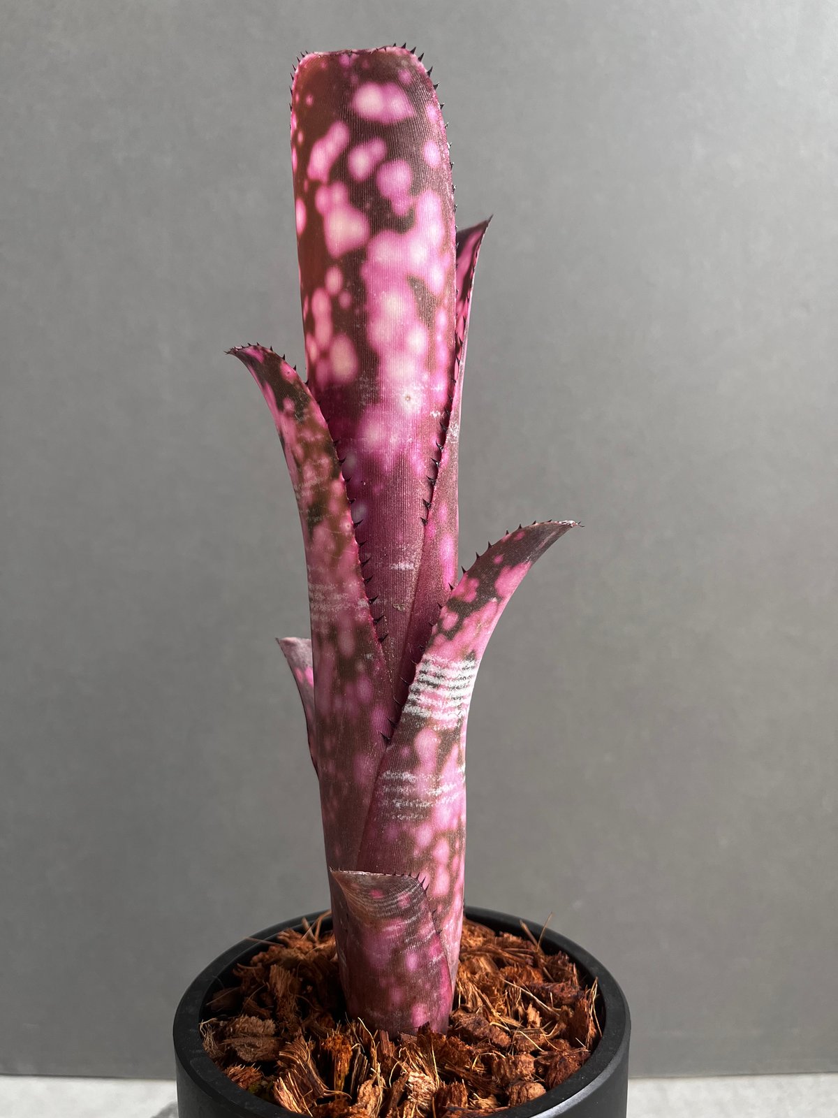ブロメリア・エアープランツ Billbergia 'Incendiary delight' B0190